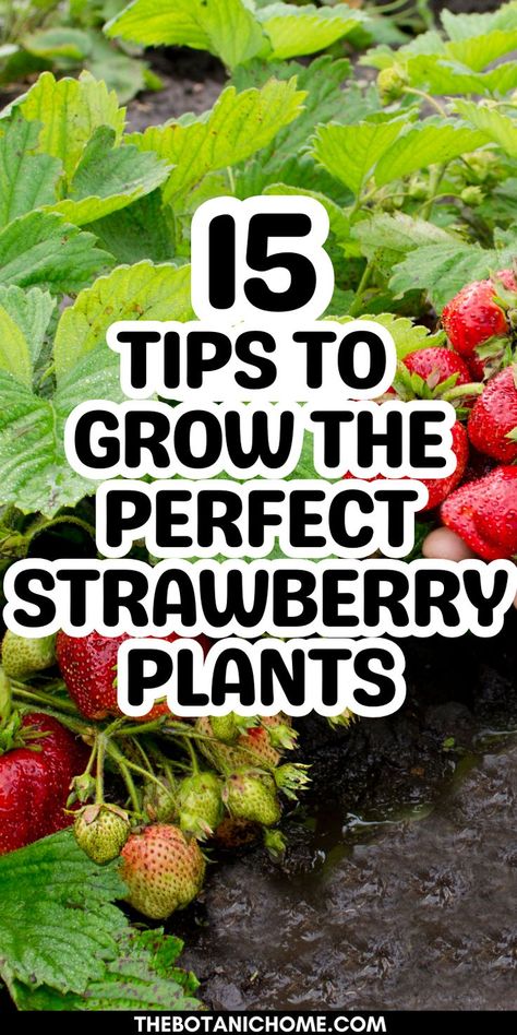 How to plant and grow the perfect strawberries, featuring strawberry beds and gardening tips for a backyard strawberry garden. Grow Strawberries Vertically, Raised Strawberry Beds, Ways To Grow Strawberries, Strawberry Trellis, Growing Strawberries Vertically, Veggie Garden Design, Growing Strawberries In Containers, How To Grow Strawberries, Types Of Strawberries