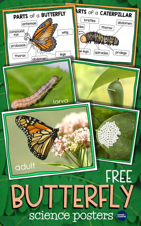 Science Bulletin Boards Preschool, Science Bulletin Board, Life Cycles Preschool, Butterfly Life Cycle Activity, Butterfly Lessons, Science Bulletin Boards, Butterfly Science, Insects Preschool, Butterflies Activities