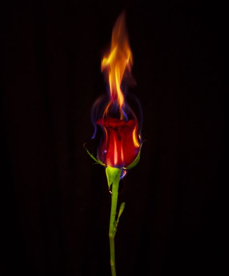 Efx Background Png, Bewafa Background Hd, Burning Rose Wallpaper, Fire Background For Editing, Burning Rose, Dark Background Wallpaper, Flower Background Iphone, Pink Background Images, Blur Background In Photoshop