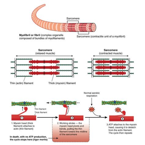 Kinesiology – Skeletal Muscle Cell - MBLEx Guide Muscle Cell, Muscular System Anatomy, Resistance Training Workouts, Integumentary System, Human Body Unit, Exam Guide, Muscular System, Kinesiology Taping, Muscle Anatomy