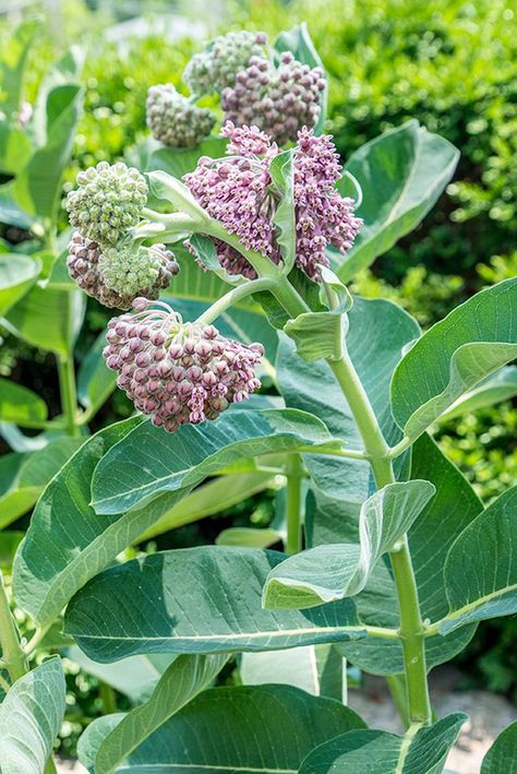 Milkweed Garden Design, Milkweed Garden, Butterfly Bed, Plant Healing, Common Milkweed, Butterfly Sculpture, Monarch Butterfly Garden, Milkweed Pods, Ap Portfolio