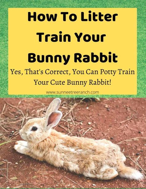 Find The Hidden Words, Bunny Care Tips, Lionhead Bunny, Rabbit Behavior, Rabbit Habitat, Pet Rabbit Care, Rabbit Diet, How To Potty Train, Rabbit Treats