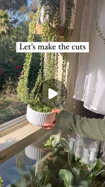 String Of Pearls Propagation, How To Propagate String Of Pearls, String Of Pearls Plant Care, Pearl Plant, Flower Bed Plants, String Of Pearls Plant, Pea Plant, Plant Care Houseplant, Head Planters