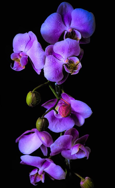 Orchid Wallpaper, Orchid Drawing, Orchid Photo, Hd Nature Wallpapers, Purple Orchids, Violet Flower, Beautiful Rose Flowers, Beautiful Flowers Pictures, Water Colour