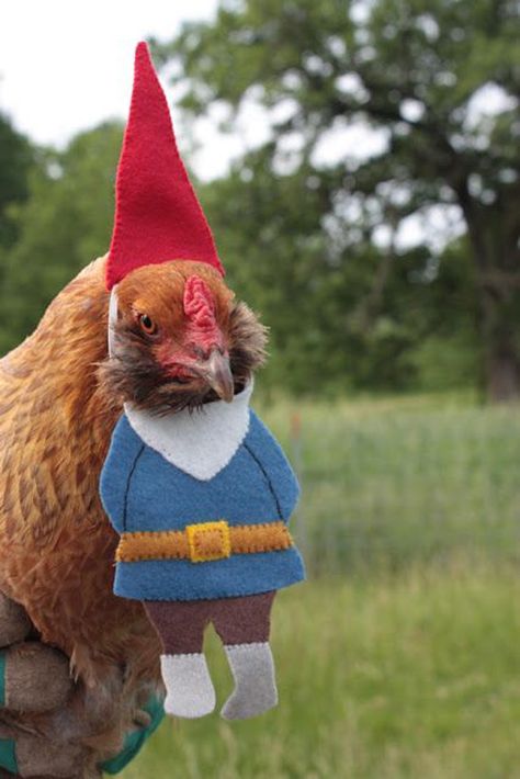 Gnome Costume, Chicken Costumes, Upcycle Garden, Chickens And Roosters, Chicken Humor, Pet Chickens, Raising Chickens, Red Hat, A Chicken