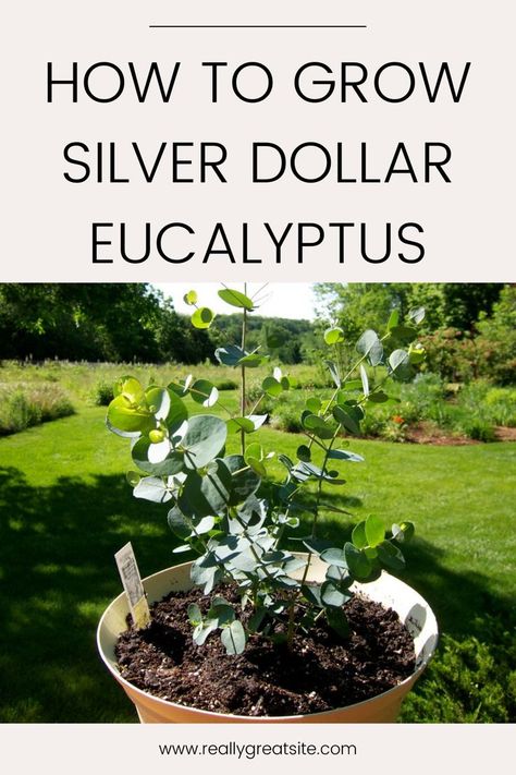 Planting Eucalyptus Outside, Eucalyptus Plant Indoor, Eucalyptus Cinerea, Silver Dollar Plant, Magnolia Gardens, Outside Plants, Shade Garden Plants, Inside Garden, Dollar Eucalyptus