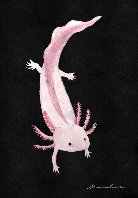 Axolotl Scientific Illustration, Axolotl Photography, Axolotl Painting, Axolotl Minecraft, Axolotl Illustration, Pink Axolotl, Axolotl Cute, Busan South Korea, Watercolour Illustration