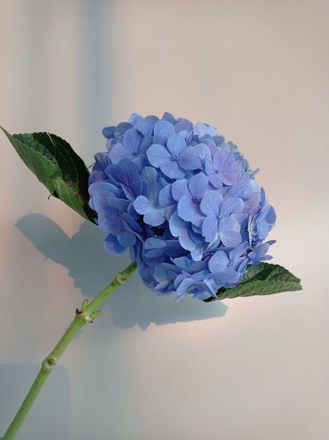 Blue Hydrangea Bouquet Aesthetic, Blue Hydrangea Aesthetic, Ajisai Flower, Hydrangea Aesthetic, Hydrangea Photo, Blue Hydrangea Flowers, Fancy Buttons, Embroidered Dupatta, Flower Therapy