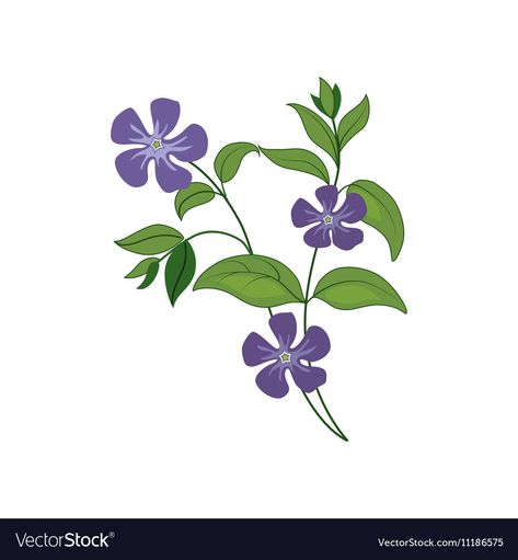 Periwinkle Flower, Periwinkle Flowers, Preschool Classroom Decor, Flower Vector, Detailed Illustration, Plant Illustration, Preschool Classroom, Wild Flower, Flower Drawing