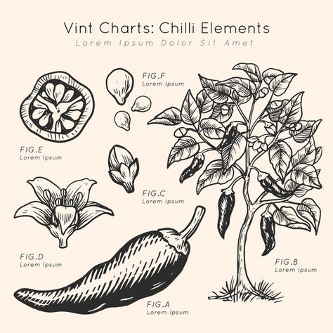 Vint charts chilli elements hand drawn F... | Free Vector #Freepik #freevector #vintage #floral #flowers #hand Chilli Plant Tattoo, Chilli Drawing, Chilli Illustration, Chilli Tattoo, Chilli Plant, Traditional Tattoo Flowers, Tatoo Inspiration, Black Pig, Botanical Drawing