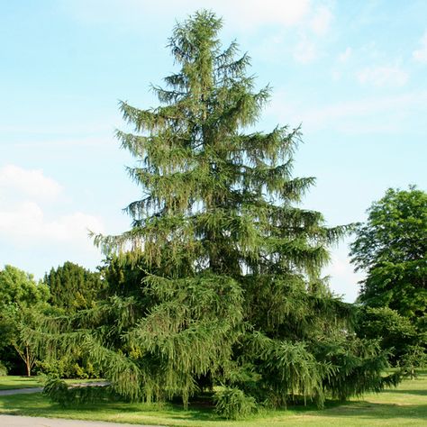 https://flic.kr/p/xSTGd1 | larix_decidua Larix Decidua, Palm Tree Fruit, Larch Tree, Conifer Trees, Big Photo, New Caledonia, Central Europe, Pitcairn Islands, British Indian Ocean Territory