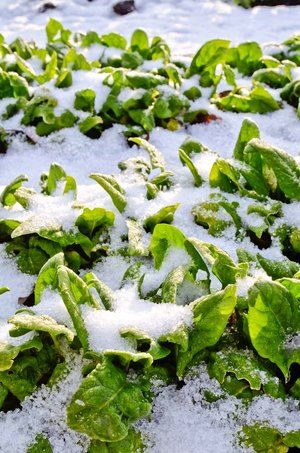 overwintering crops Carrots And Beets, List Of Vegetables, Urban Farm, Permaculture Gardening, Overwintering, Market Garden, Small Space Gardening, Different Plants, Urban Farming