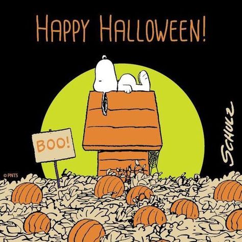 LoveThisPic offers Snoopy Pumpkin Patch Happy Halloween Quote pictures, photos & images, to be used on Facebook, Tumblr, Pinterest, Twitter and other websites. Happy Halloween Quotes, Pumpkin Patch Sign, Great Pumpkin Charlie Brown, Charlie Brown Halloween, Peanuts Halloween, Fun Characters, Snoopy Halloween, Charles Schulz, Snoopy Images