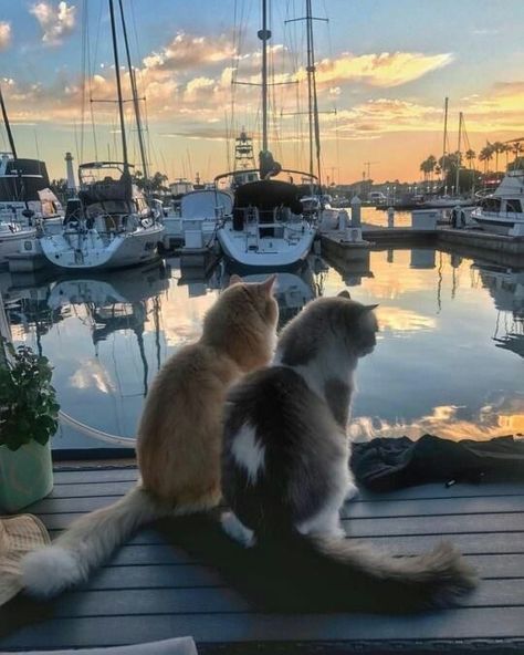 Cat Couple, Cat Aesthetic, Silly Cats, Pretty Cats, Beautiful Cats, Cute Funny Animals, Cat Pics, Cat Love