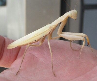 White Pray Mantis White Praying Mantis, Pray Mantis, Flower Reference, Staten Island New York, Beautiful Bugs, Praying Mantis, Staten Island, Coraline, Nature Animals