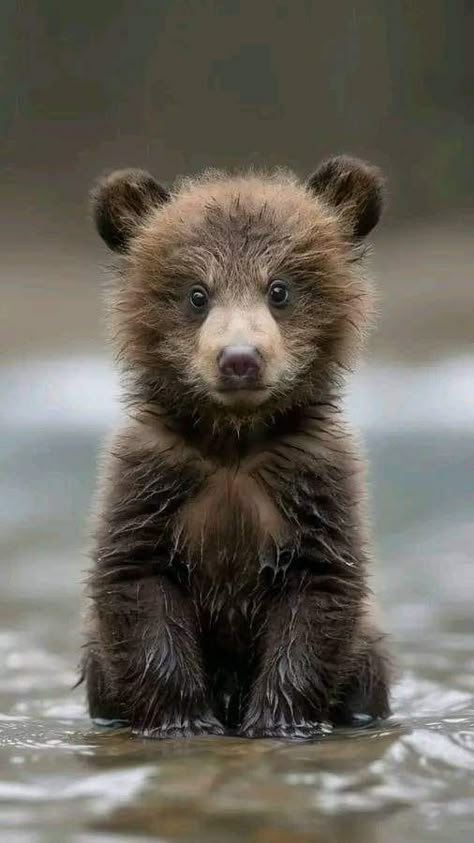 Wild Animals Photography, Cute Animal Pics, Bear Hugs, Bear With Me, Bear Pictures, Incredible Creatures, Bear Cub, Super Cute Animals, Animals Pictures