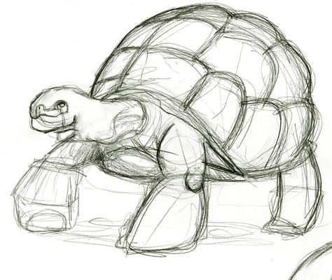 Tortoise sketch for tortoise box @ http://cloud61587.deviantart.com/art/Tortoise-sketch-202932056 Tortoise Sketch, Tortoise Drawing, Turtle Sketch, Back Drawing, Turtle Drawing, Animal Drawings Sketches, Sea Turtle Art, A Level Art Sketchbook, Turtle Art