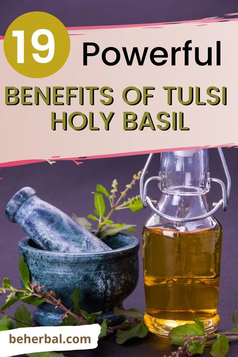 Tulsi Basil Benefits, Tulsi Herb Benefits, Holy Basil Benefits Health, Tulsi Oil, Healing Sickness, Holy Basil Benefits, Elixir Of Life, Sick Remedies, Garden Remedies