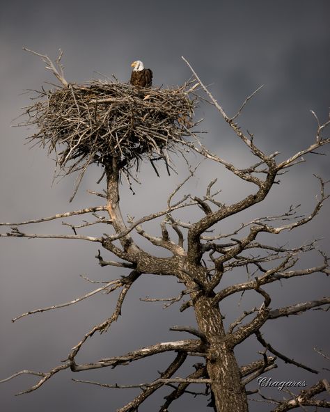 Bald Eagle Nest Man In The Maze, Eagle Idaho, Aigle Royal, Bird Nests, Eagle Nest, Dead Tree, West Yellowstone, American Bald Eagle, Madison County