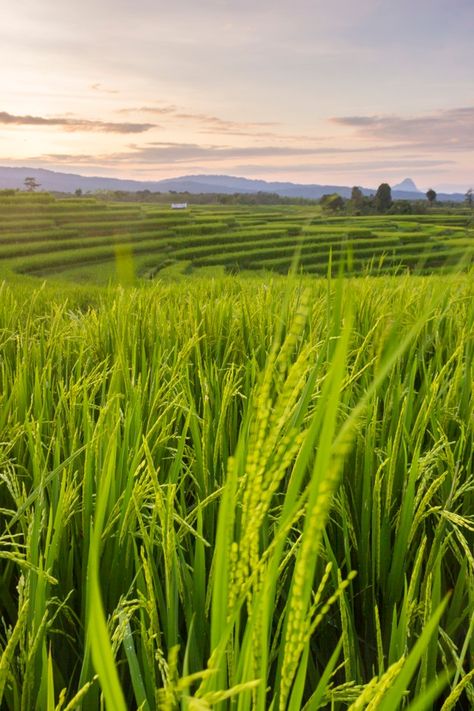 Rice field at sunset Premium Photo | Premium Photo #Freepik #photo #tree #summer #nature #mountain Rice Field Aesthetic, Rice Field Photography, Rice Farming, Field At Sunset, Paddy Field, Farming Technology, Cooking Jasmine Rice, Green Leaf Background, Young Farmers