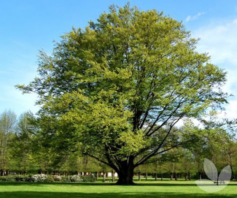 Considered a stately tree grown for form and foliage, European Beech produce solid smooth-barked silver-grey trunks, broad rounded crowns, toothed oval leaves and branches down to ground level. They also produce small flower clusters in spring. Autumn colour is spectacular. Fagus Sylvatica, Landscaping Trees, Tree Identification, Beech Tree, Tree Nursery, How To Attract Birds, Ornamental Trees, Shade Trees, Deciduous Trees