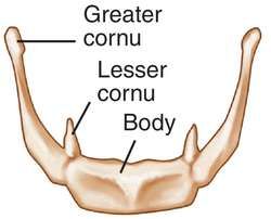 Hyoid Bone (above adams apple, floats in cartilage, supports airway) Cranial Bones, Hyoid Bone, Head And Neck Anatomy, Cancellous Bone, Anatomy Stickers, Neck Anatomy, Adams Apple, Medical Dictionary, Anatomy Bones