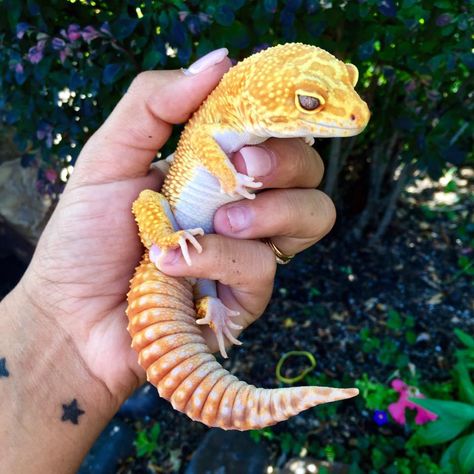 Leopard gecko Leopard Gecko Cute, Leopard Gecko Habitat, Leopard Gecko Tank, Leopard Gecko Morphs, Gecko Tattoo, Gecko Habitat, Fat Tailed Gecko, Danger Noodles, Cute Gecko