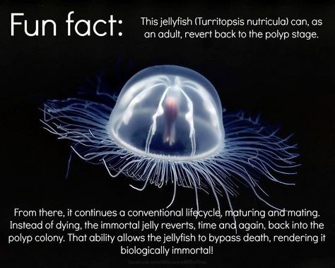 FUN FACT Turritopsis nutricula: the immortal jellyfish - Imgur Transparent Fish, Creature Marine, Sea Jellies, Jellyfish Print, Deep Sea Creatures, Dangerous Animals, Underwater Creatures, Deep Sea Fishing, Marine Animals