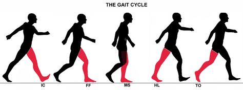 Swinging Gait Cycle, Lower Limb, Swing Set, Range Of Motion, Moving Forward, Cycling, Company Logo, Reading