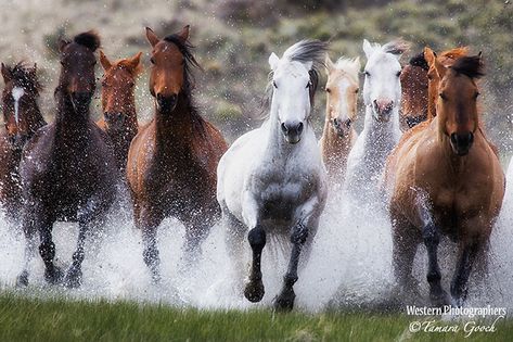 Cowboy Photos, Wild Horses Running, Clown Paintings, Four Horses, Horses Running, Horse Photo, Horse Inspiration, Wild Mustangs, Most Beautiful Horses