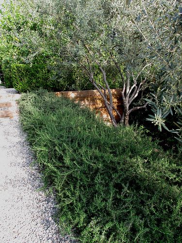 A low hedge of rosemary lines a tidy gravel path | by ivette Soler. Potager (ornamental vegetable/kitchen garden) of Pae White and Tom Marble Rosemary Shrub Landscape, Olive Hedge, Olive Tree Landscape, Rosemary Hedge, Olive Trees Landscape, Mediterranean Garden Design, Driveway Landscaping, Mediterranean Landscaping, Front Yards