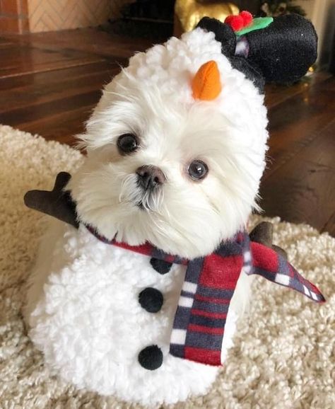 Snow Dog, Puppy Costume, Cutest Puppy, White Dog, Baby Animals Funny, Dog Costumes, Cute Dogs And Puppies, Puppy Pictures, Pet Costumes