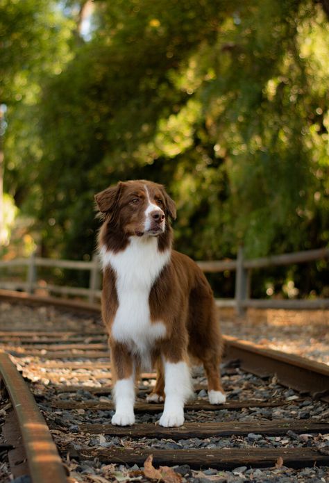 Brown Australian Shepherd, Black Tricolor Australian Shepherd, Red Tri Australian Shepherd Puppy, Black Tri Australian Shepherd Puppy, Red Australian Shepherd, Black Tri Australian Shepherd, Black Australian Shepherd, Red Tri Australian Shepherd, Mini Australian Shepherd Red Tri