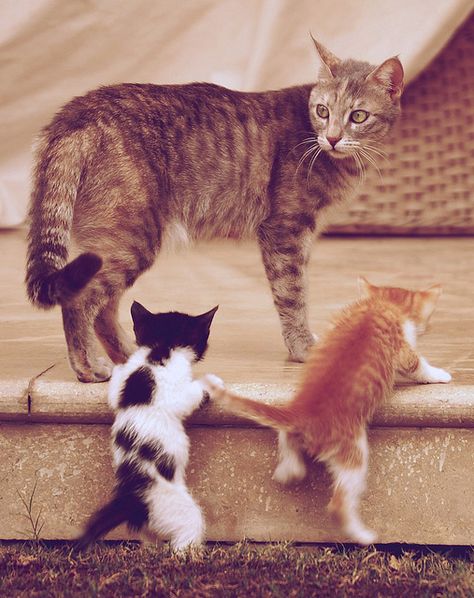 Summer Cats, Funny Kitties, Stair Climbing, Mom Cat, Three Cats, Adorable Cats, Mama Cat, Cute Cats And Kittens, Cute Kittens