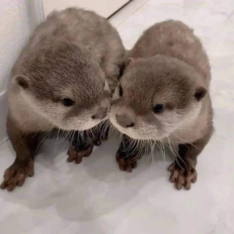 Otters Hugging, Otters Cute, Cute Ferrets, Sea Otters, Baby Otters, Cute Small Animals, Shallow Water, Baby Animals Pictures, Pretty Animals