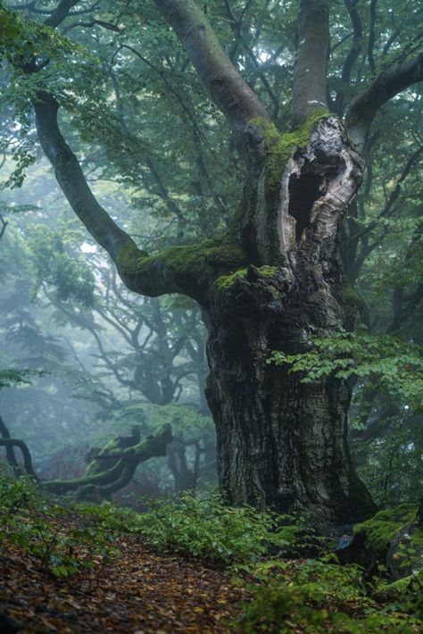 High Key Photo, Nature Photographers, Magical Tree, Award Winning Photography, Nature Photographer, Natural Heritage, Kestrel, Underwater Photos, Photo Competition