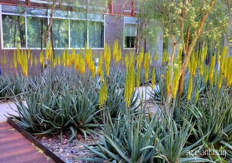 Rows of flowering Aloe Vera planted in a desert garden. Ways To Conserve Water, Drought Tolerant Trees, Ways To Save Water, Arizona Gardening, Succulent Landscape Design, St Teresa, Drought Tolerant Garden, Drought Tolerant Landscape, Sustainable Landscaping