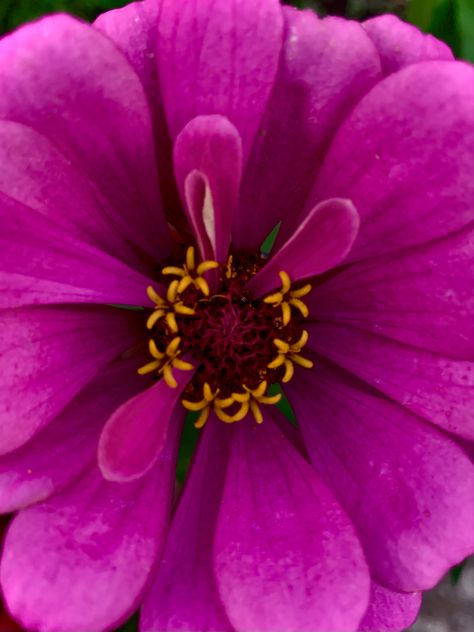 The beauty of a flower zoomed in the center Zoomed In Flower, Drawing Of A Flower, Art Homework, Purple Flower, Flower Beauty, Art Drawings Sketches, A Flower, Purple Flowers, Homework