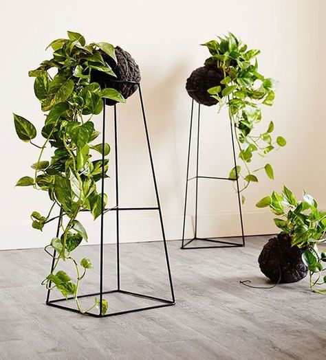 Flower Pots Ideas, Plant Stand Decor, Indoor Vines, Pots Ideas, String Garden, نباتات منزلية, Trendy Plants, Kabinet Dapur, Garden Vines