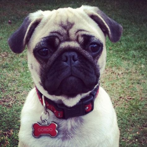 Gordo #Pug Pug, French Bulldog, Bulldog, Dogs, Animals