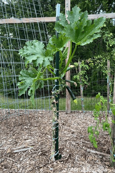 Vertical Zucchini Trellis, How To Grow Squash Vertically, Zucchini Trellis Ideas, Growing Melons Vertically, Vertical Zucchini, Zucchini Trellis, Grow Squash Vertically, Growing Zucchini Vertically, Zucchini Garden