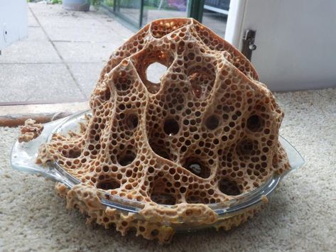 Wasp Nest, Interesting Images, Fun Times, Wasp, Bee Hive, Lily Pads, Glass Bowl, Ants, Insects