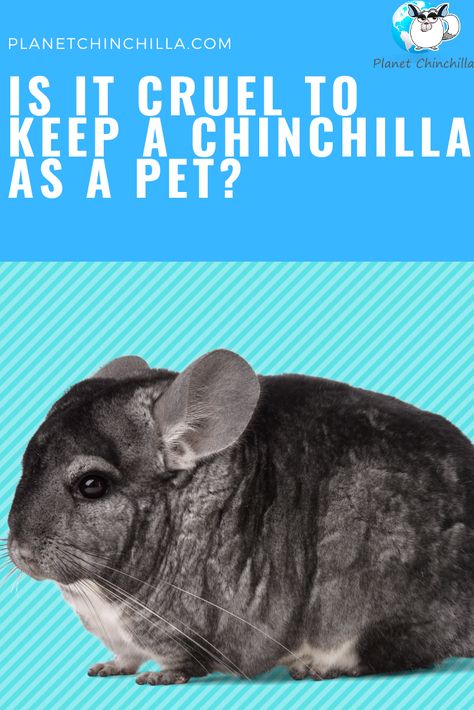 A quick guide how to raise a chinchilla as a pet ethically while providing the best care possible. Hammock Diy, Chinchilla Care, Chinchilla Pet, Chinchilla Cage, Chinchilla Food, Pet Rodents, Guinea Pig Toys, Guinea Pig Care, Savannah Cat