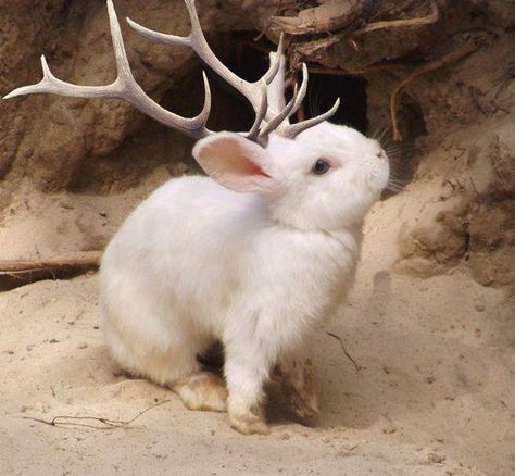 Bruce “The Jackalope Man” Larkin  has another interesting fact about jackalopes to share with you. They usually have 13 babies at a time; 6 babies of one gender and 7 of the other. Isn't that amazing! Albino Animals, Taxidermy Art, Vulture Culture, Pretty Animals, Cute Creatures, White Rabbit, Taxidermy, The Sand, Mythical Creatures