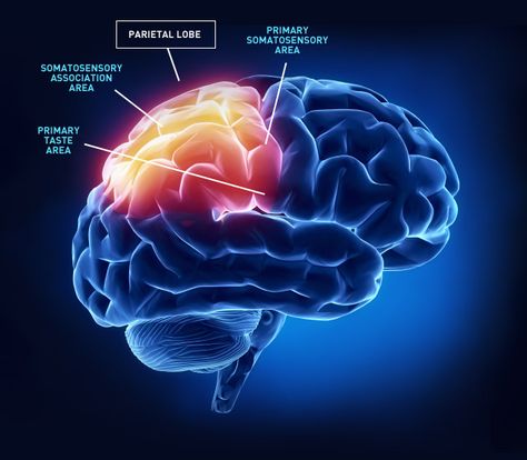 CBC.ca - Interactive: Map of the human brain Occipital Neuralgia, Occipital Lobe, The Human Brain, Brain Stem, Brain Exercise, Binaural Beats, Brain Damage, Central Nervous System, Brain Power