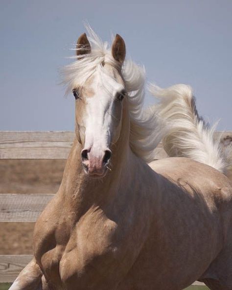 He's name is Speedy Palomino Horse, Most Beautiful Animals, Majestic Horse, All The Pretty Horses, Horse Crazy, Pretty Horses, Horse Love, Wild Horses, Horse Lover