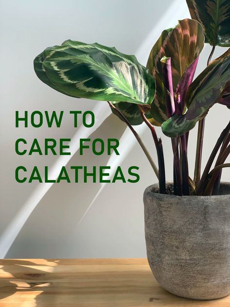 How to Care for Calatheas How To Care For Calathea Plant, Calathea Setosa Care, Pinstripe Calathea Plant Care, Calathea Makoyana Care, Rose Painted Calathea, Calathea Stella, Calathea Couture, Jungle Reference, Calathea Plant Care