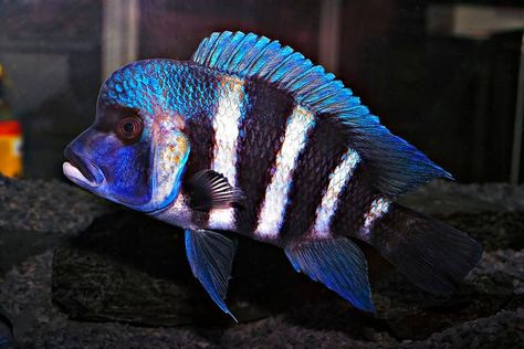 Cyphotilapia frontosa "Lightning Blue Ikola"  Lake Malawi, Africa African Cichlid Tank, African Cichlid Aquarium, Cichlid Aquarium, Malawi Cichlids, Ikan Air Tawar, Cichlid Fish, Lake Tanganyika, Tropical Fish Aquarium, Tropical Freshwater Fish