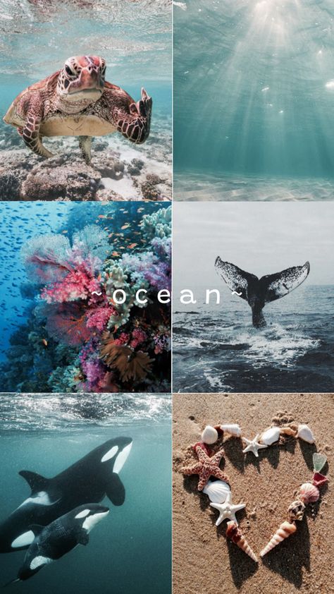 Marine Science Aesthetic, Oceanography Marine Biology, Science Aesthetic, Marine Science, Cute Home Screen Wallpaper, Cute Home Screens, Beachy Aesthetic, Biology Art, Ocean Girl