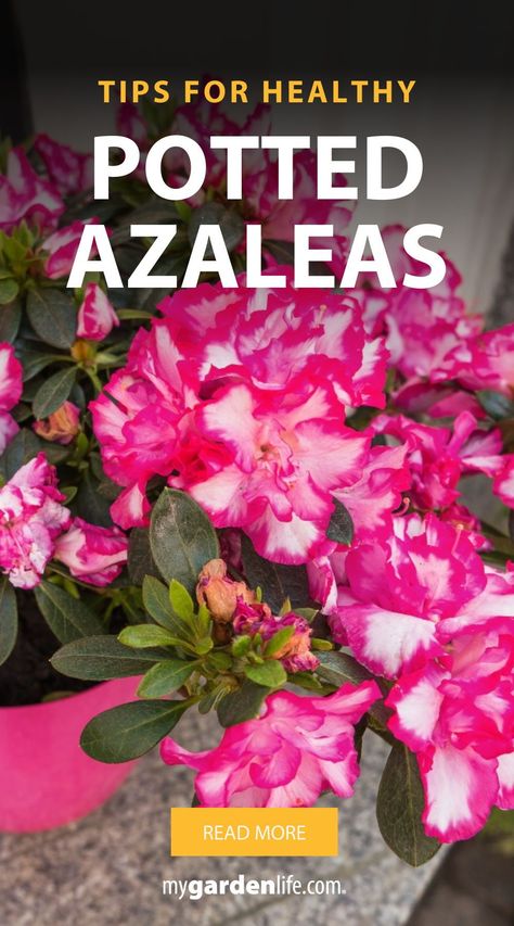 Potted azaleas are popular gift plants and make beautiful flowering houseplants. We’ve got tips on how to care for your potted azalea to keep it healthy and happy! Learn about azalea care, and fostering a beautiful garden. Find more flower gardening and indoor gardening inspiration at MyGardenLife.com. Potted Azaleas, Azaleas Flower, Azalea Care, Azaleas Landscaping, Perfect Garden Layout, Azaleas Care, Azaleas Garden, Azalea Flower, Gardening Inspiration